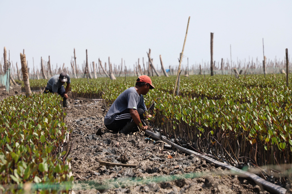 M4CR (Mangroves For Coastal Resilience) menanam mangrove dan rehabilitasi mangrove di Desa Kualat Selat (Ashar/SinPo.id)