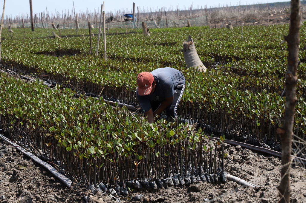 M4CR (Mangroves For Coastal Resilience) menanam mangrove dan rehabilitasi mangrove di Desa Kualat Selat (Ashar/SinPo.id)