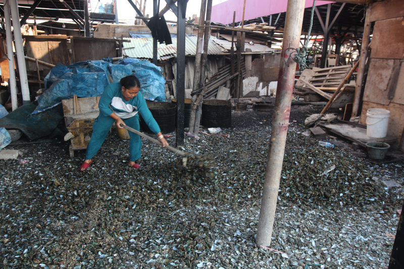 Pekerja Buruh kupas kerang hijau muara angke sedang membersihkan kerang hijau untuk dijual ke pasar (Ashar/SinPo.id)