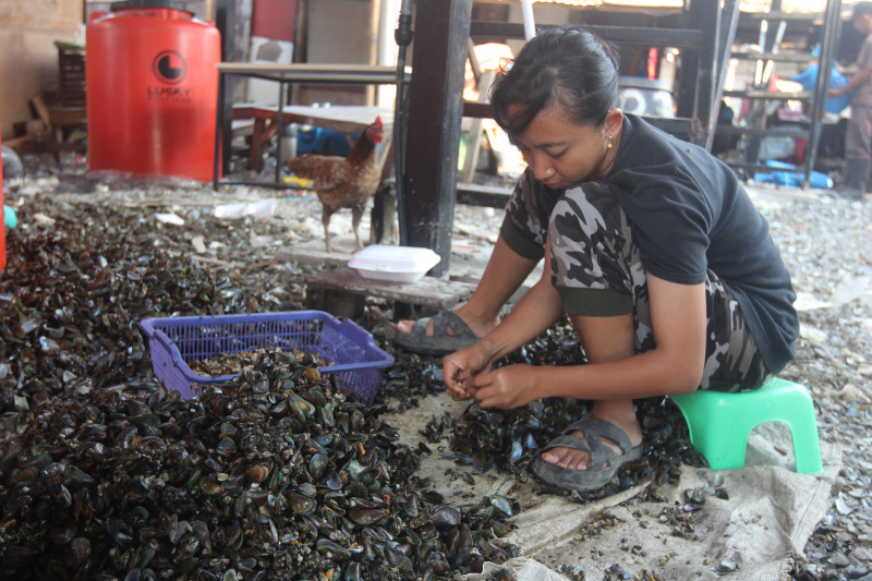 Pekerja Buruh kupas kerang hijau muara angke sedang membersihkan kerang hijau untuk dijual ke pasar (Ashar/SinPo.id)