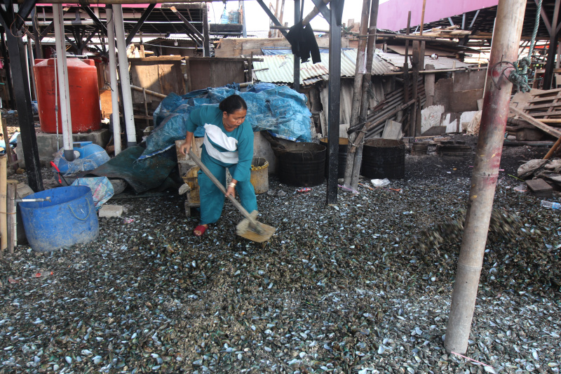 Pekerja Buruh kupas kerang hijau muara angke sedang membersihkan kerang hijau untuk dijual ke pasar (Ashar/SinPo.id)