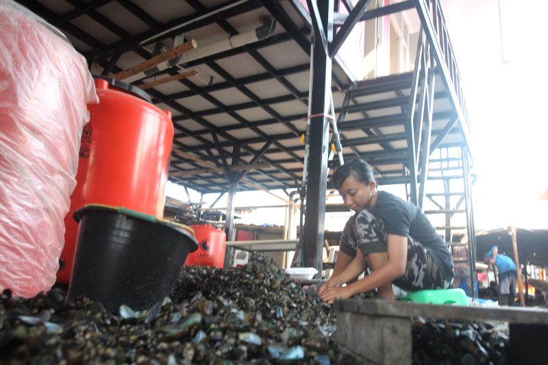 Pekerja Buruh kupas kerang hijau muara angke sedang membersihkan kerang hijau untuk dijual ke pasar (Ashar/SinPo.id)