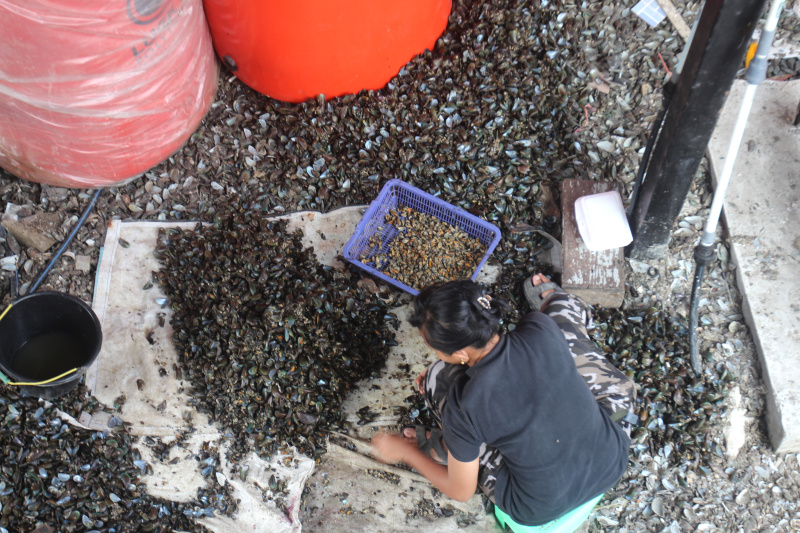 Pekerja Buruh kupas kerang hijau muara angke sedang membersihkan kerang hijau untuk dijual ke pasar (Ashar/SinPo.id)