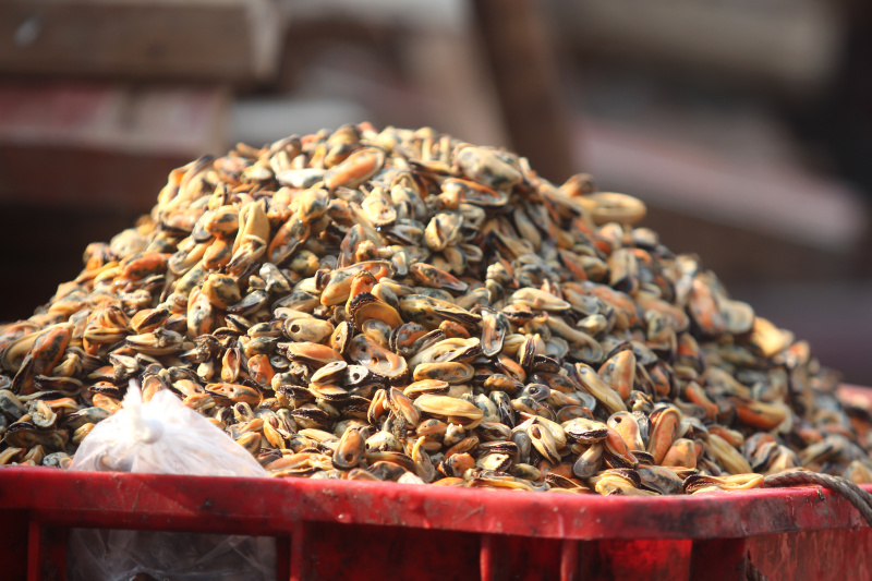 Pekerja Buruh kupas kerang hijau muara angke sedang membersihkan kerang hijau untuk dijual ke pasar (Ashar/SinPo.id)