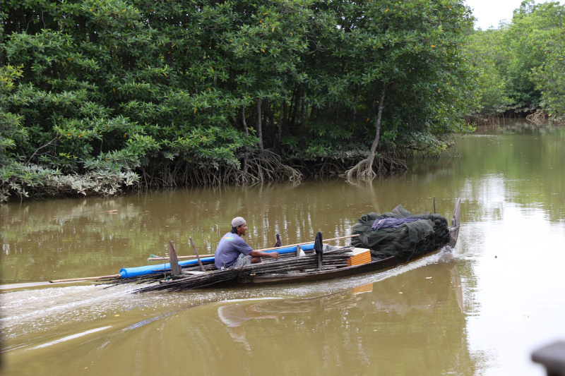 Melihat keindahan harta karun tersebunyi Hutan Mangrove Pasar Rawa di Kabupaten Langkat, Sumatera Utara (Ashar/SinPo.id)