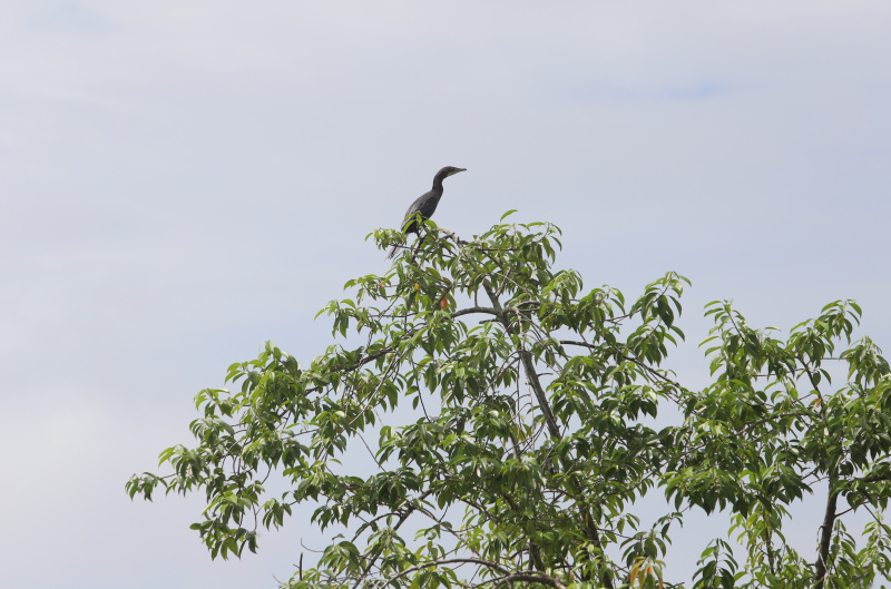 Melihat keindahan harta karun tersebunyi Hutan Mangrove Pasar Rawa di Kabupaten Langkat, Sumatera Utara (Ashar/SinPo.id)