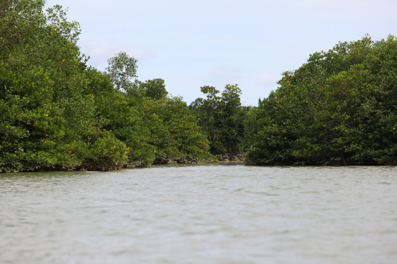 Melihat keindahan harta karun tersebunyi Hutan Mangrove Pasar Rawa di Kabupaten Langkat, Sumatera Utara (Ashar/SinPo.id)