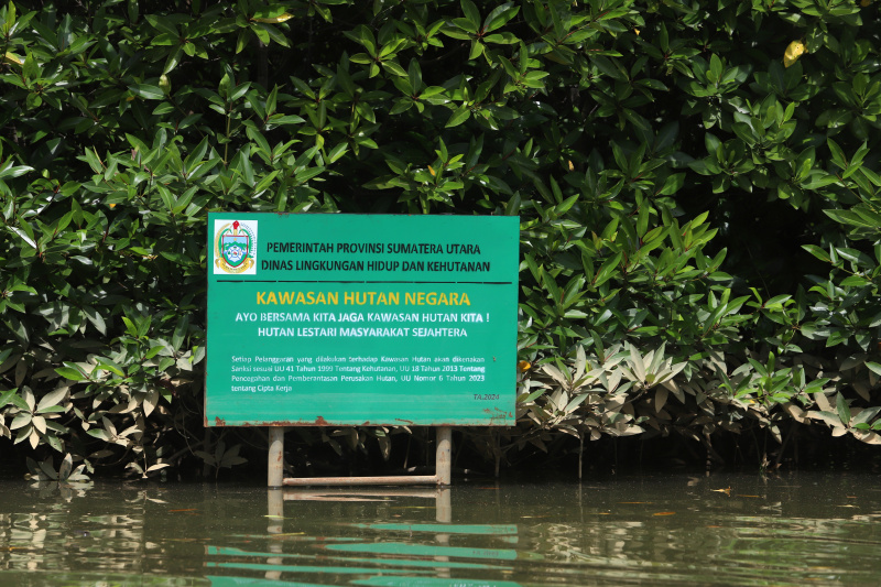 Melihat keindahan harta karun tersebunyi Hutan Mangrove Pasar Rawa di Kabupaten Langkat, Sumatera Utara (Ashar/SinPo.id)