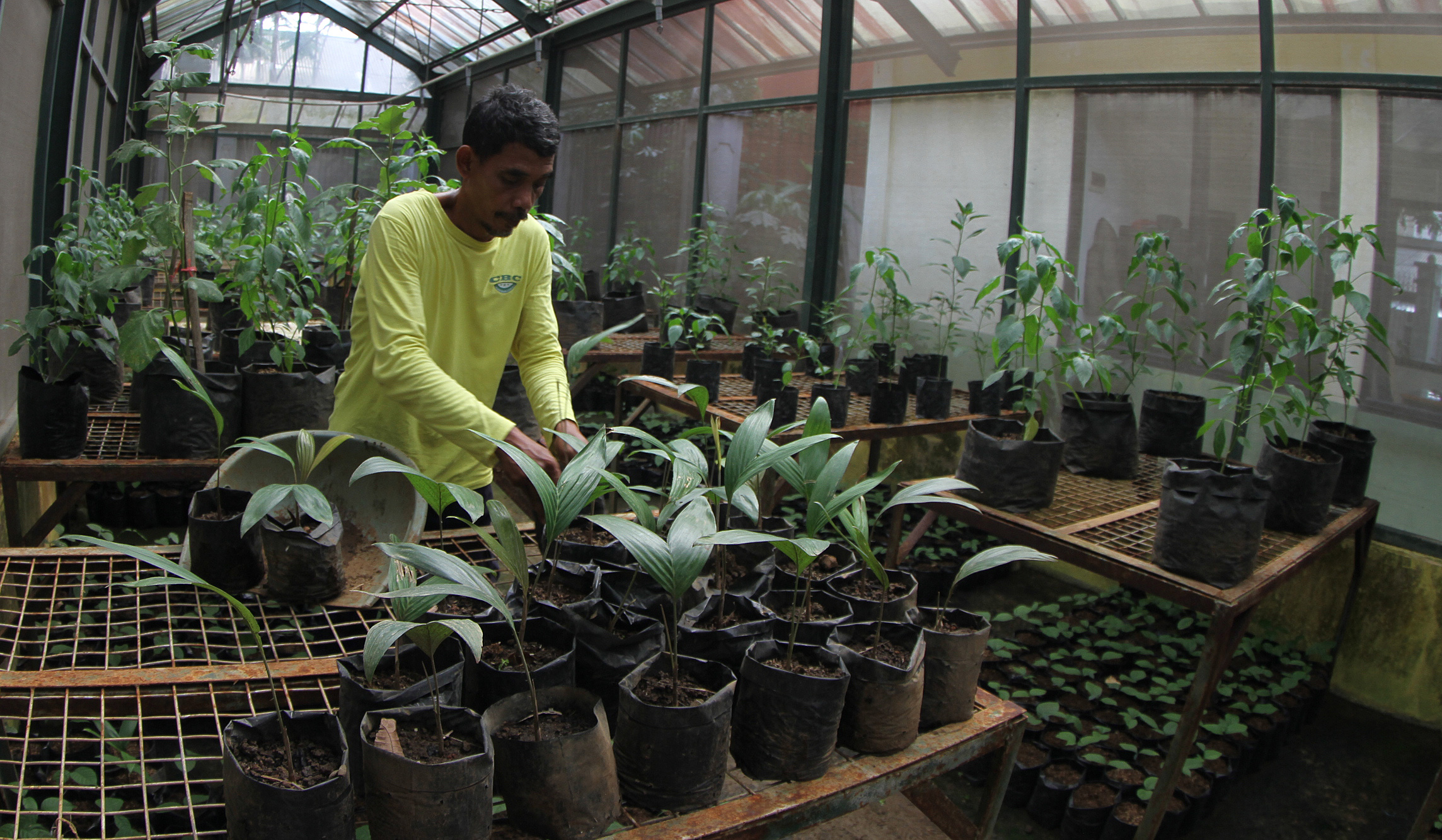Pekerja melakukan perawatan pohon salak Condet. (Agus Priatna/SinPo.id)