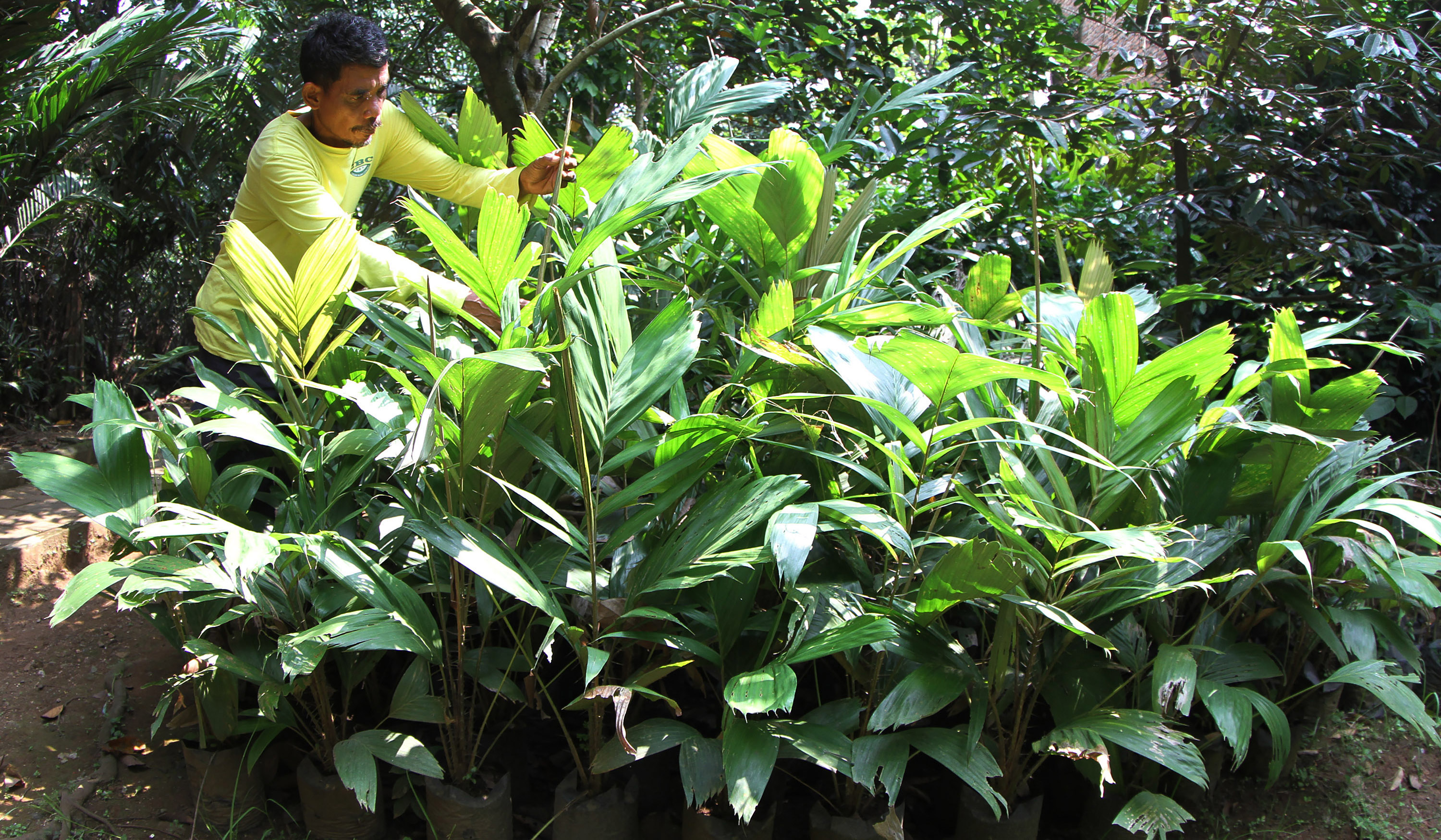 Pekerja melakukan perawatan pohon salak Condet. (Agus Priatna/SinPo.id)