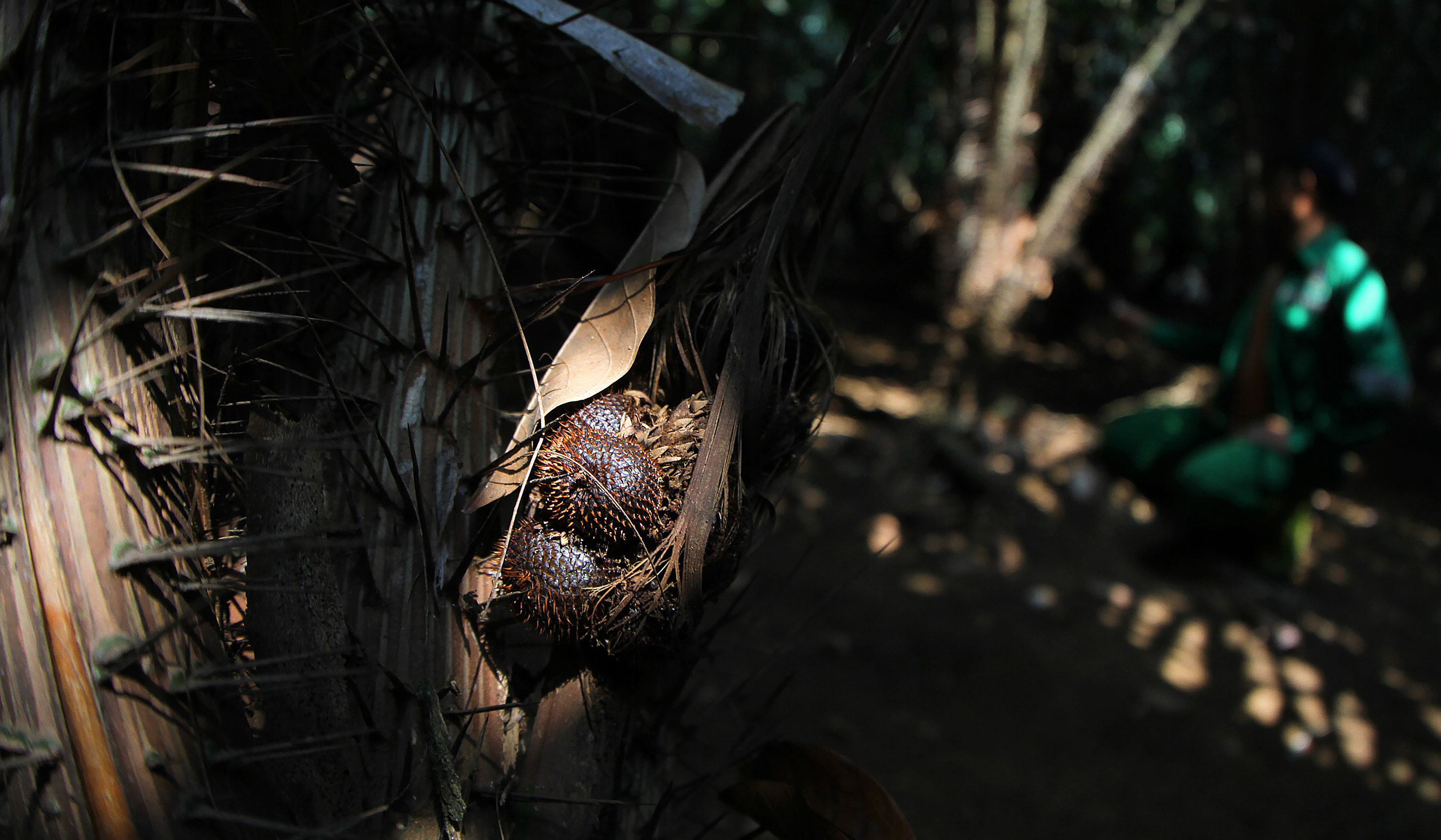Pekerja melakukan perawatan pohon salak Condet. (Agus Priatna/SinPo.id)