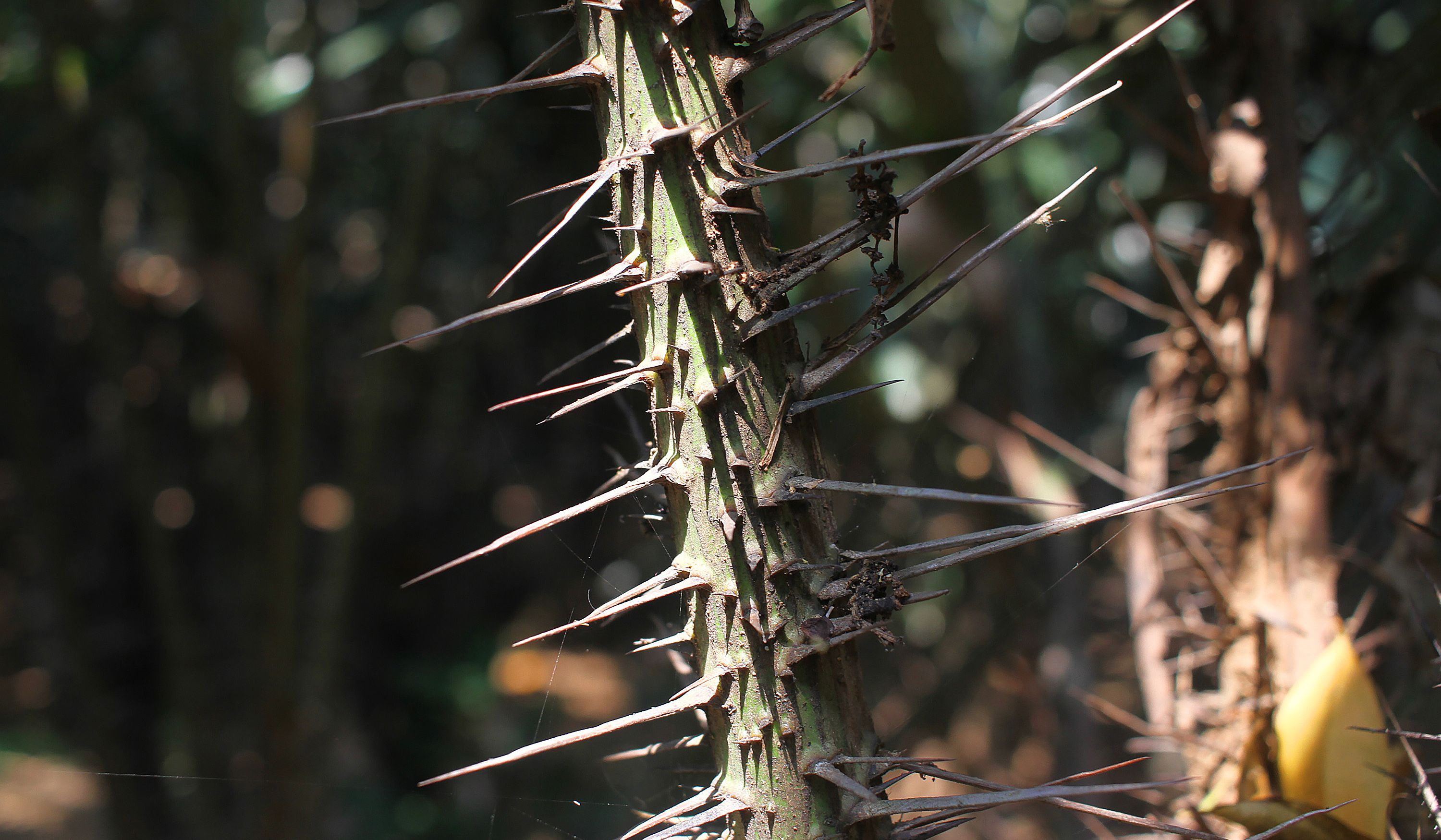 Pekerja melakukan perawatan pohon salak Condet. (Agus Priatna/SinPo.id)
