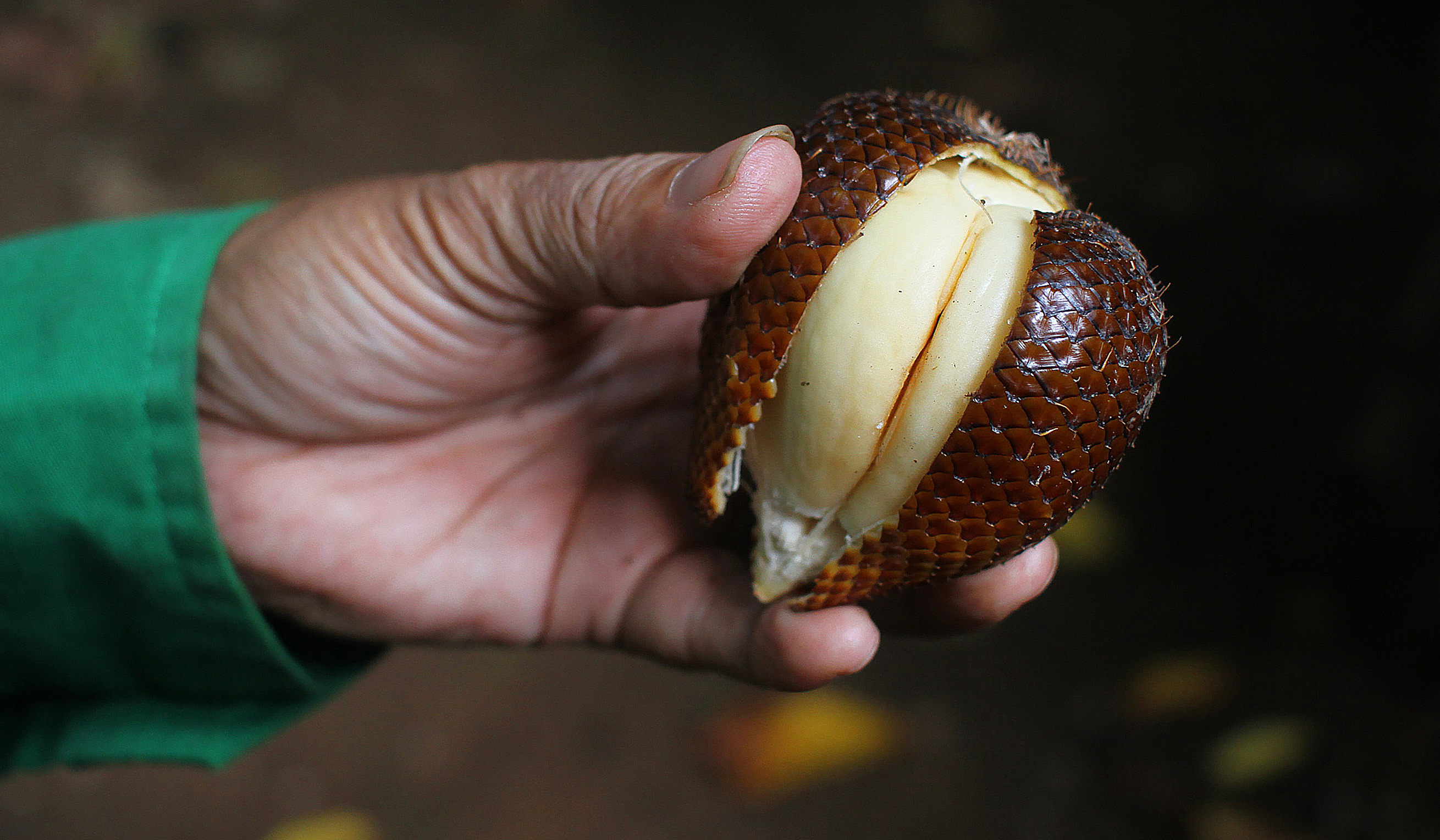 Pekerja melakukan perawatan pohon salak Condet. (Agus Priatna/SinPo.id)