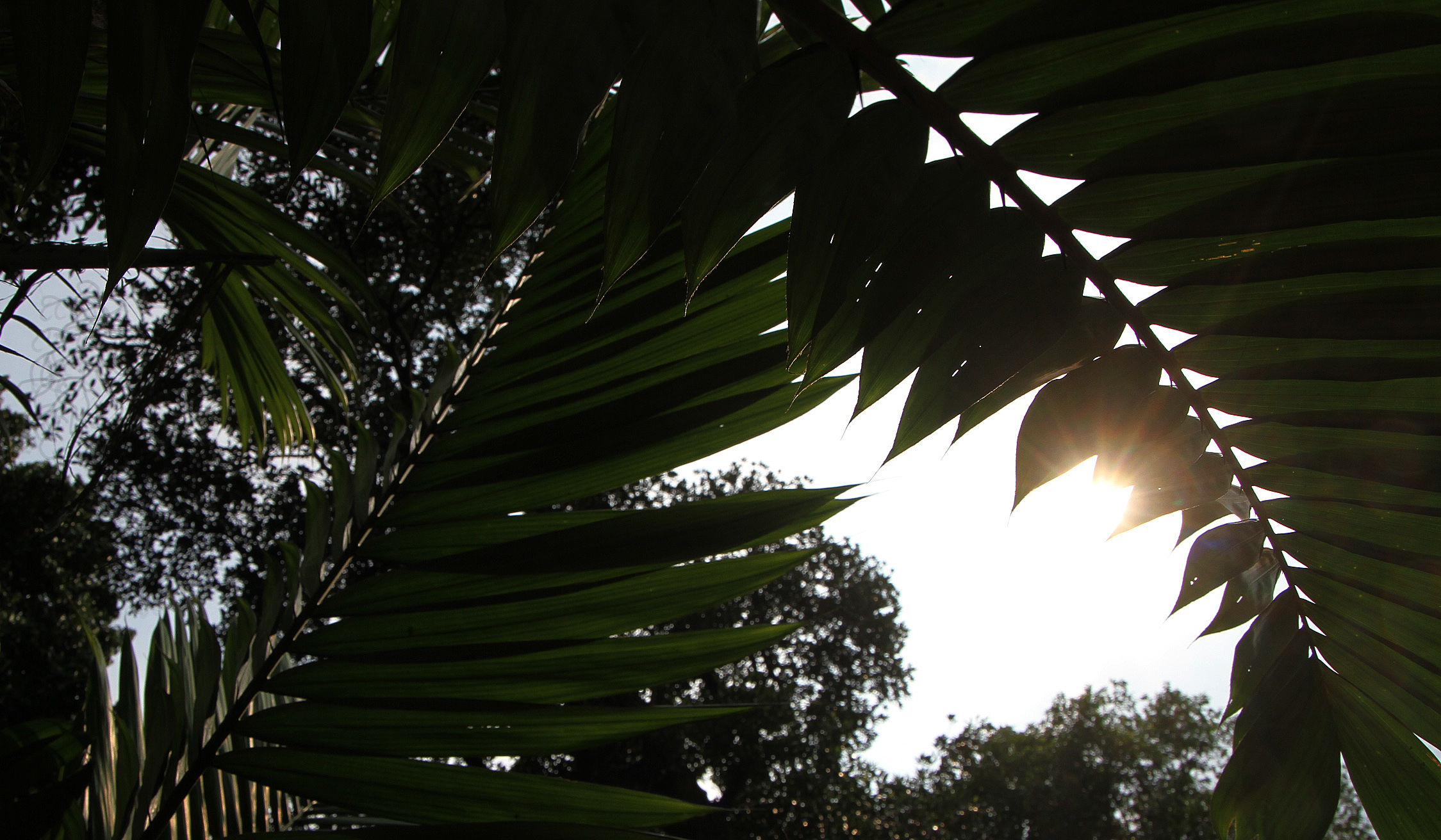 Pekerja melakukan perawatan pohon salak Condet. (Agus Priatna/SinPo.id)