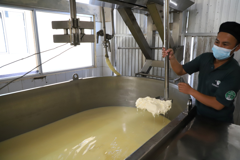 Melihat pabrik susu terbesar di Bandung Selatan Koperasi Peternakan Susu Bandung Selatan (KPBS) Pangalengan (Ashar/SinPo.id)