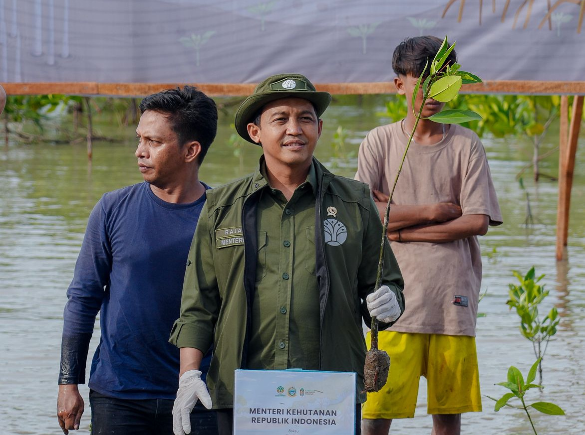 Menhut Raja Juli Antoni melakukan penanaman Mangroves di Medan, Sumatera Utara (Ashar/SinPo.id)