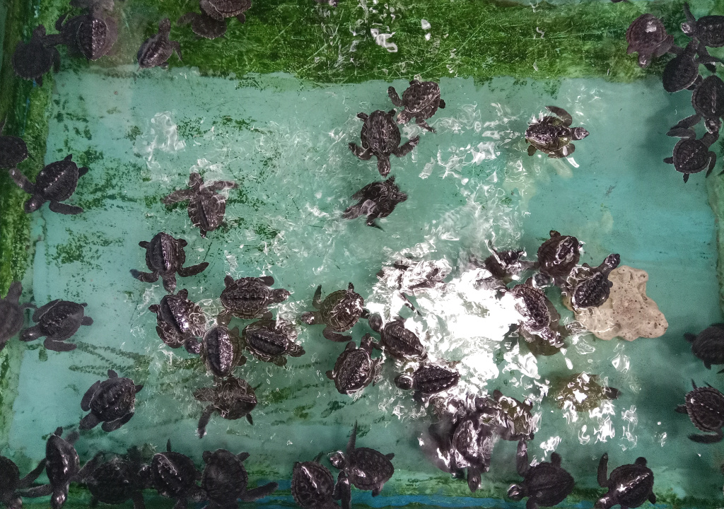 Menikmati keindahan pesona pantai Senggigi wisatawan bisa melihat langsung penangkaran penyu (Ashar/SinPo.i)