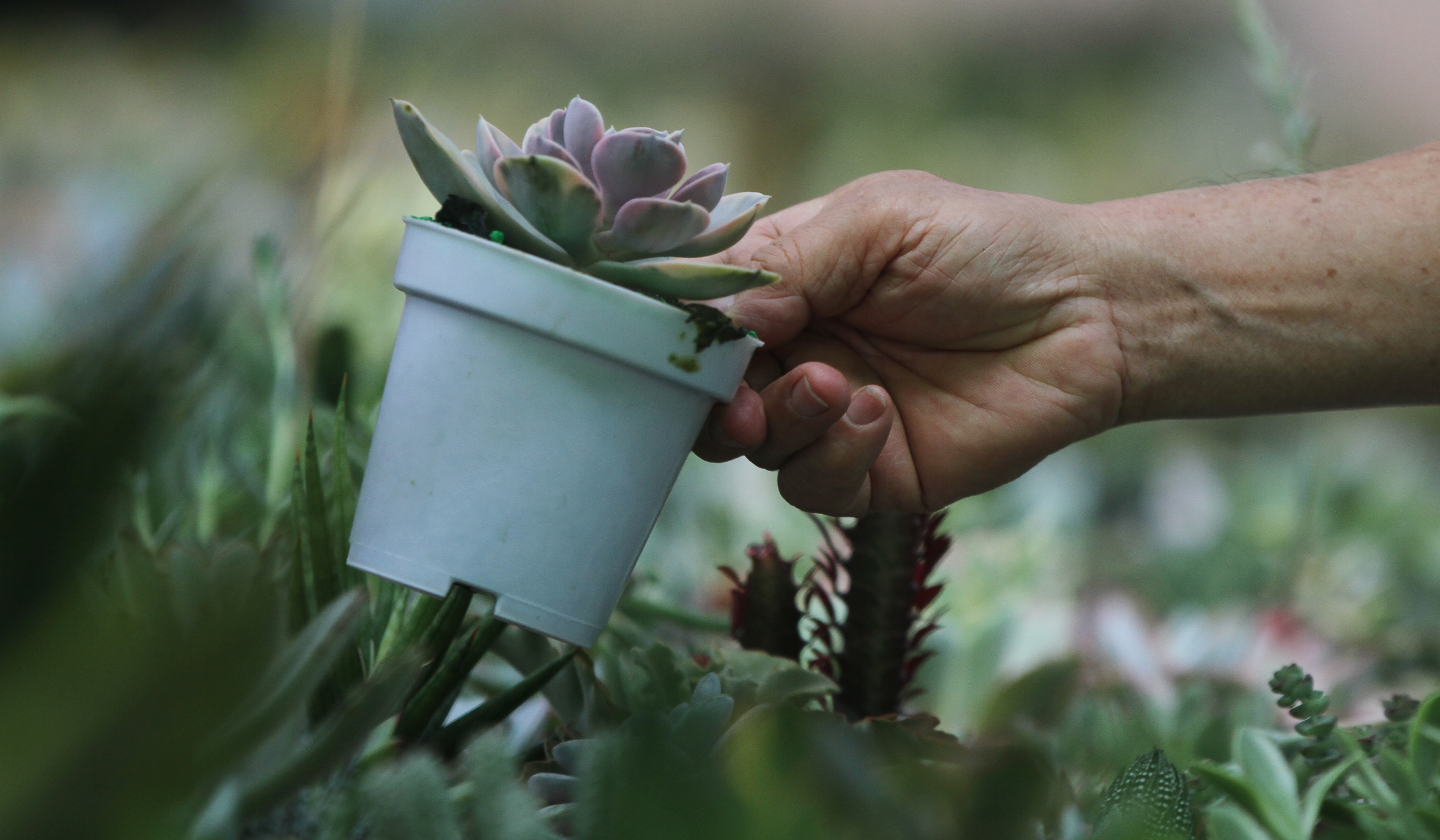 Pameran Flona 2025. (Agus Priatna/SinPo.id)