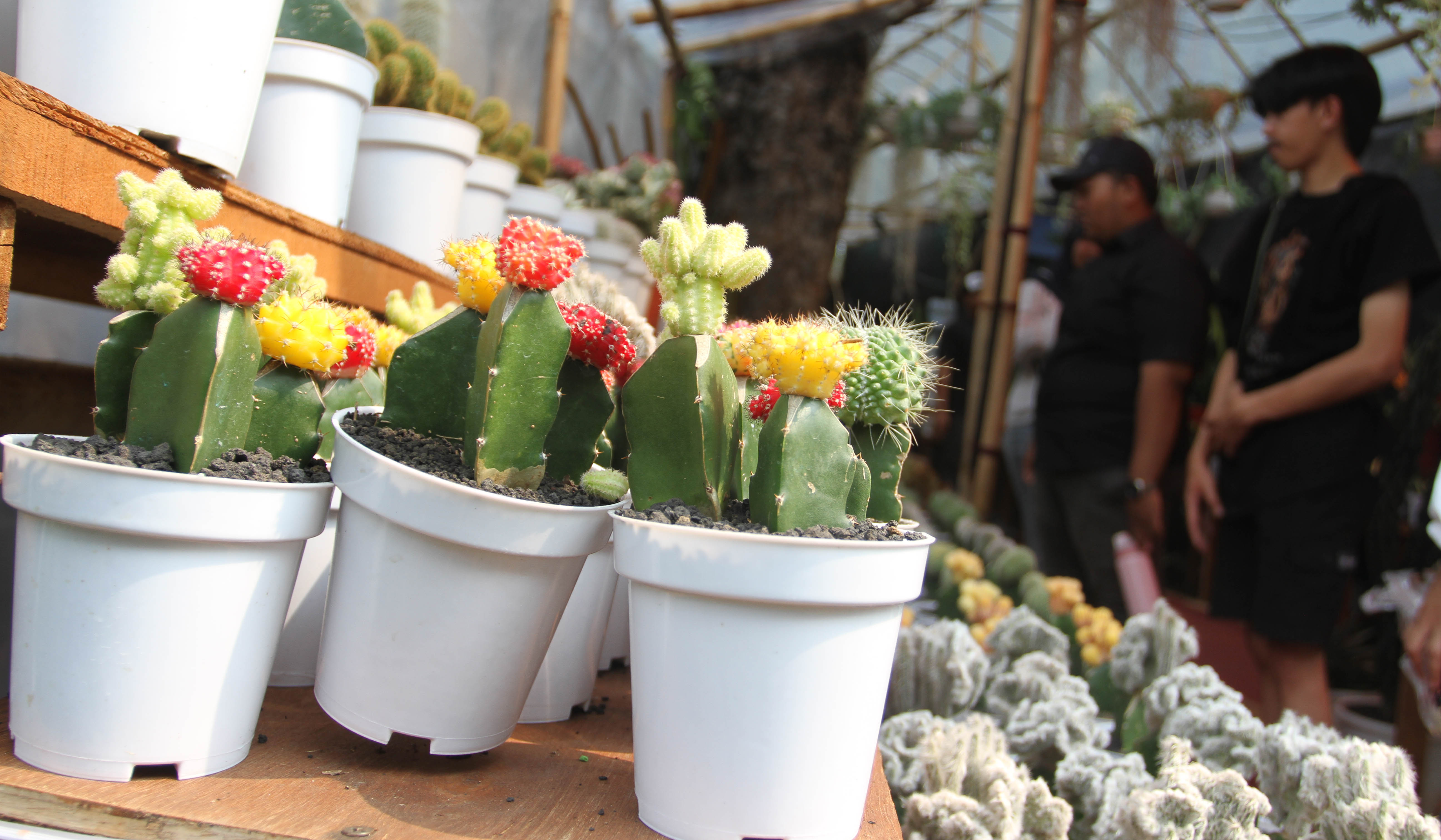 Pameran Flona 2025. (Agus Priatna/SinPo.id)