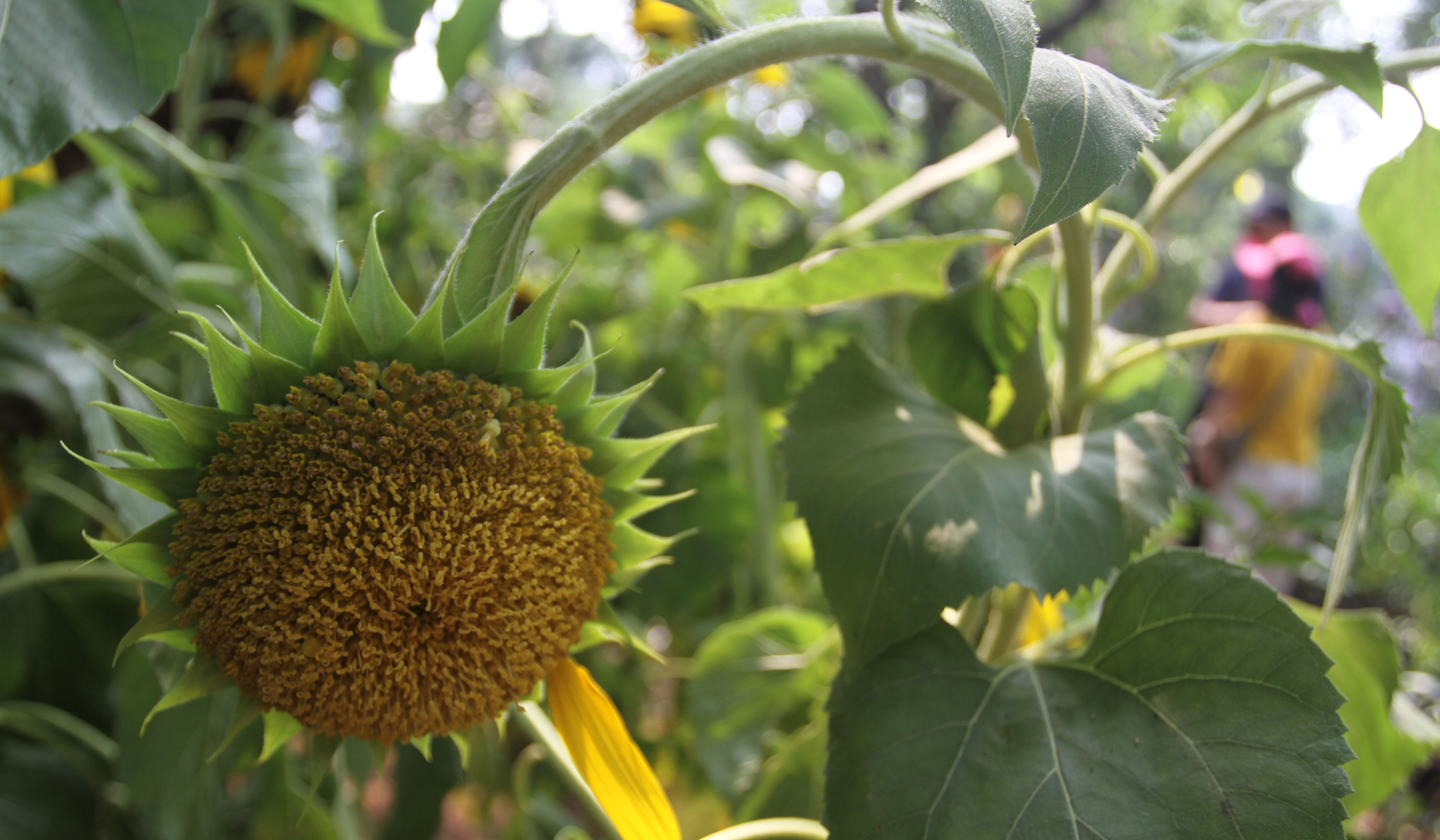 Pameran Flona 2025. (Agus Priatna/SinPo.id)