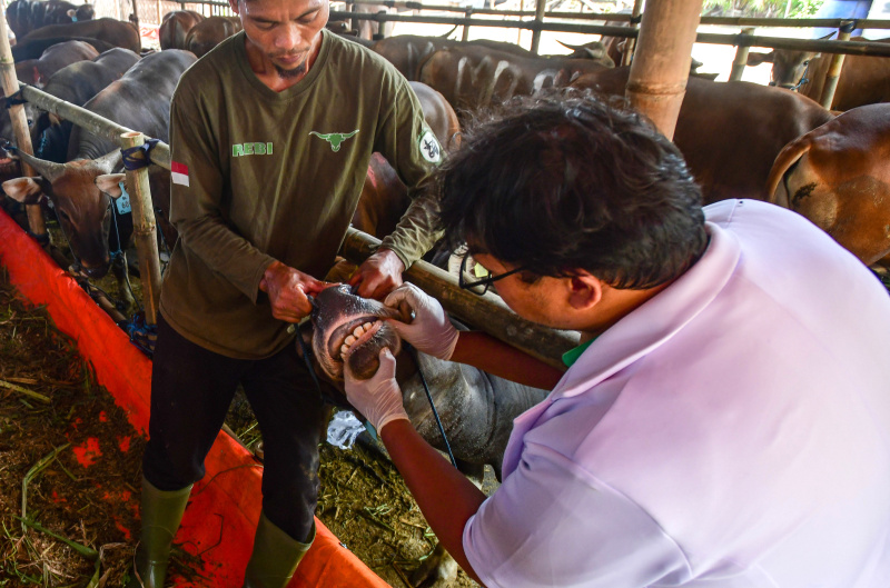Dokter hewan sedang melakukan pemeriksaan hewan kurban menjelang Hari Raya Idul Adha (Ashar/SinPo.id)