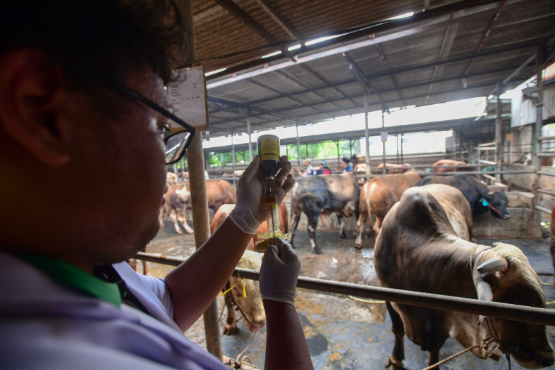 Dokter hewan sedang melakukan pemeriksaan hewan kurban menjelang Hari Raya Idul Adha (Ashar/SinPo.id)