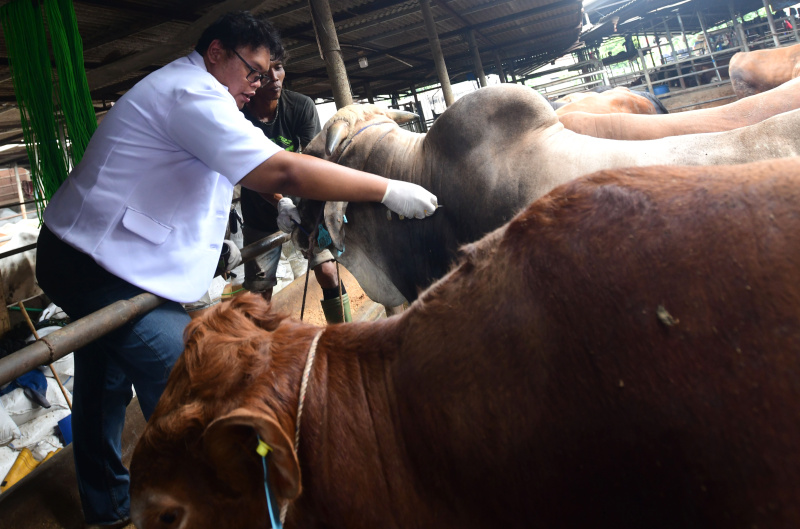 Dokter hewan sedang melakukan pemeriksaan hewan kurban menjelang Hari Raya Idul Adha (Ashar/SinPo.id)