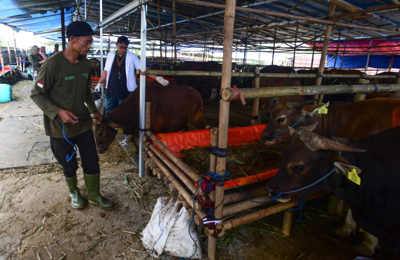 Dokter hewan sedang melakukan pemeriksaan hewan kurban menjelang Hari Raya Idul Adha (Ashar/SinPo.id)
