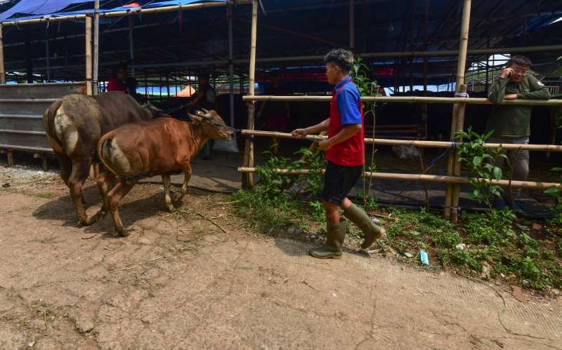 Ilustrasi hewan kurban (SinPo.id/ Ashar)