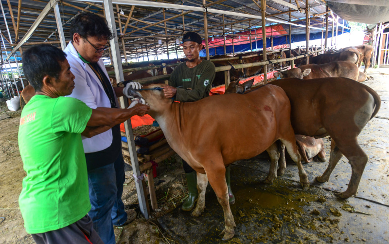Dokter hewan sedang melakukan pemeriksaan hewan kurban menjelang Hari Raya Idul Adha (Ashar/SinPo.id)