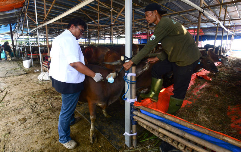 Dokter hewan sedang melakukan pemeriksaan hewan kurban menjelang Hari Raya Idul Adha (Ashar/SinPo.id)