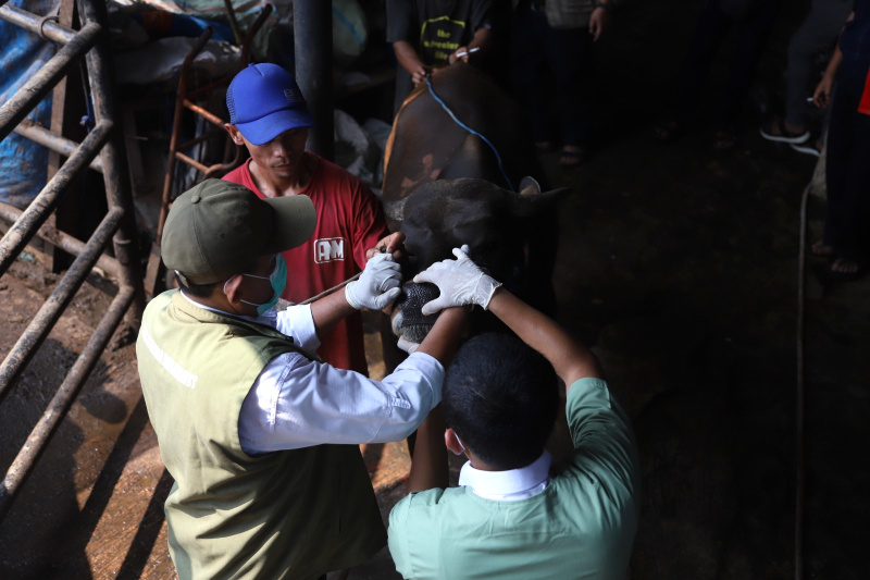 Petugas sedang melakukan pemeriksaan kesehatan dan pemberian vitamin sapi kurban (Ashar/SinPo.id)