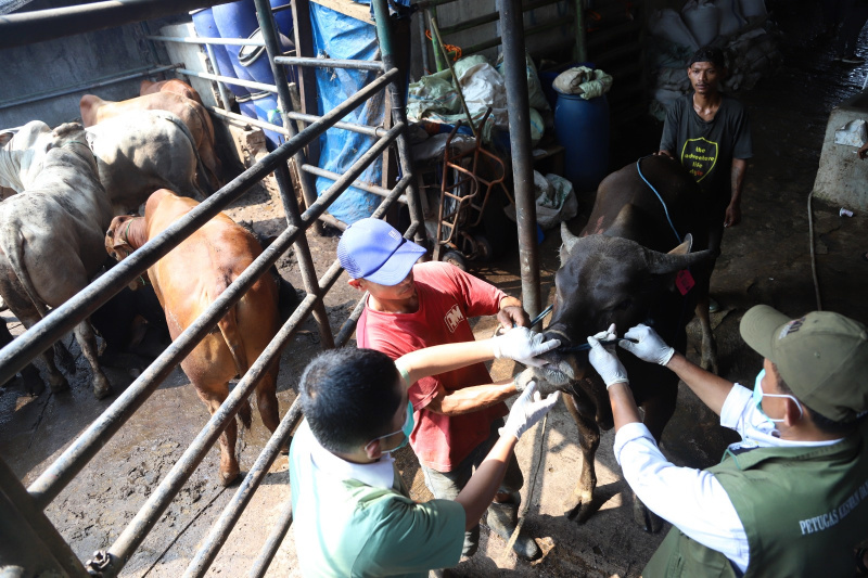 Pemeriksaan Kesehatan Sapi Kurban Jelang Hari Raya Idul Adha 5827