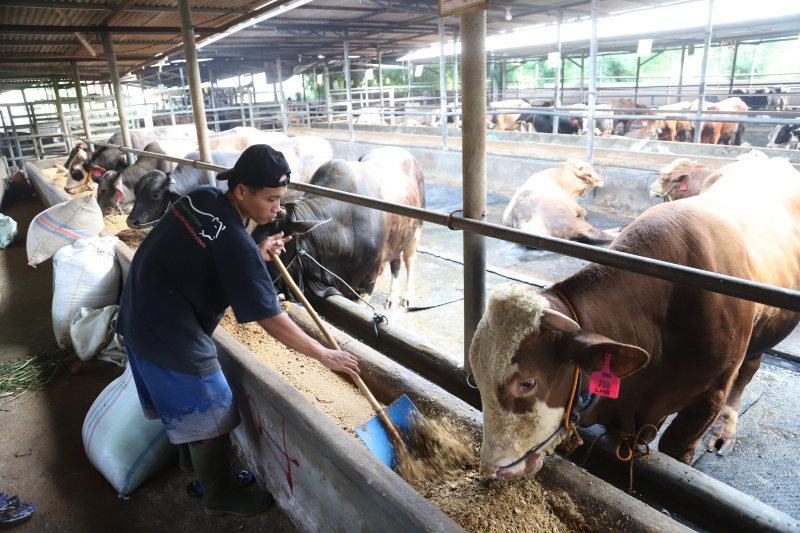 Petugas sedang melakukan pemeriksaan kesehatan dan pemberian vitamin sapi kurban (Ashar/SinPo.id)