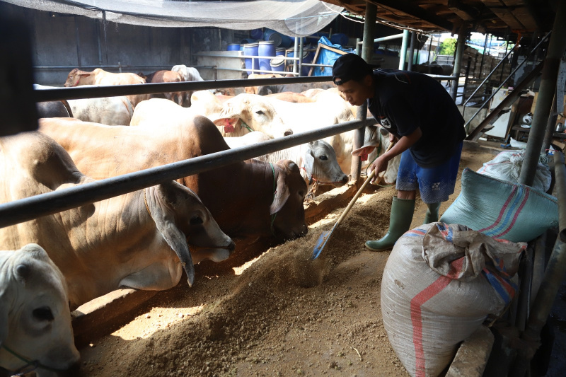 Petugas sedang melakukan pemeriksaan kesehatan dan pemberian vitamin sapi kurban (Ashar/SinPo.id)