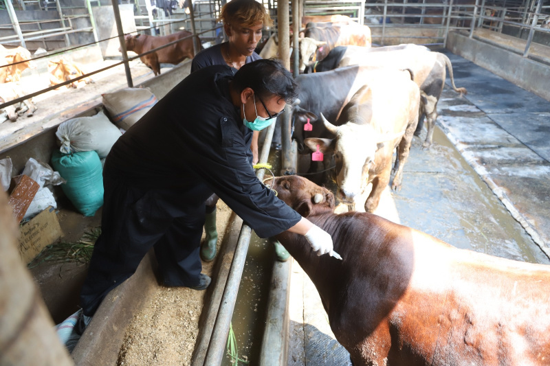 Petugas sedang melakukan pemeriksaan kesehatan dan pemberian vitamin sapi kurban (Ashar/SinPo.id)