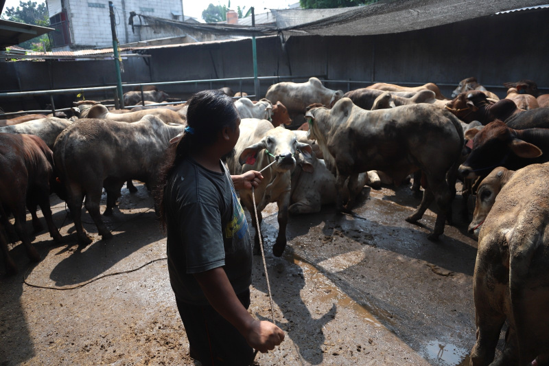 Petugas sedang melakukan pemeriksaan kesehatan dan pemberian vitamin sapi kurban (Ashar/SinPo.id)