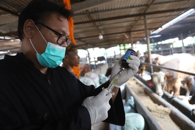 Petugas sedang melakukan pemeriksaan kesehatan dan pemberian vitamin sapi kurban (Ashar/SinPo.id)