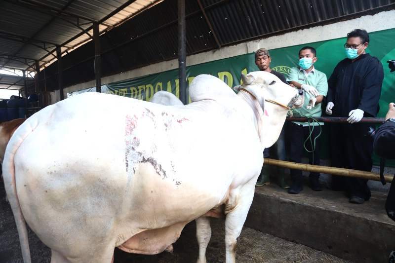 Petugas sedang melakukan pemeriksaan kesehatan dan pemberian vitamin sapi kurban (Ashar/SinPo.id)