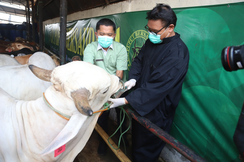 Petugas sedang melakukan pemeriksaan kesehatan dan pemberian vitamin sapi kurban (Ashar/SinPo.id)