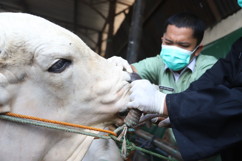 Petugas sedang melakukan pemeriksaan kesehatan dan pemberian vitamin sapi kurban (Ashar/SinPo.id)