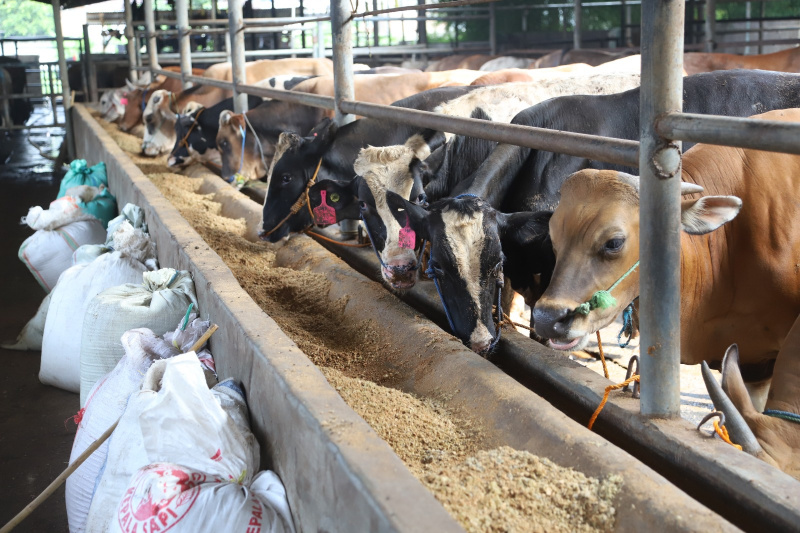 Petugas sedang melakukan pemeriksaan kesehatan dan pemberian vitamin sapi kurban (Ashar/SinPo.id)