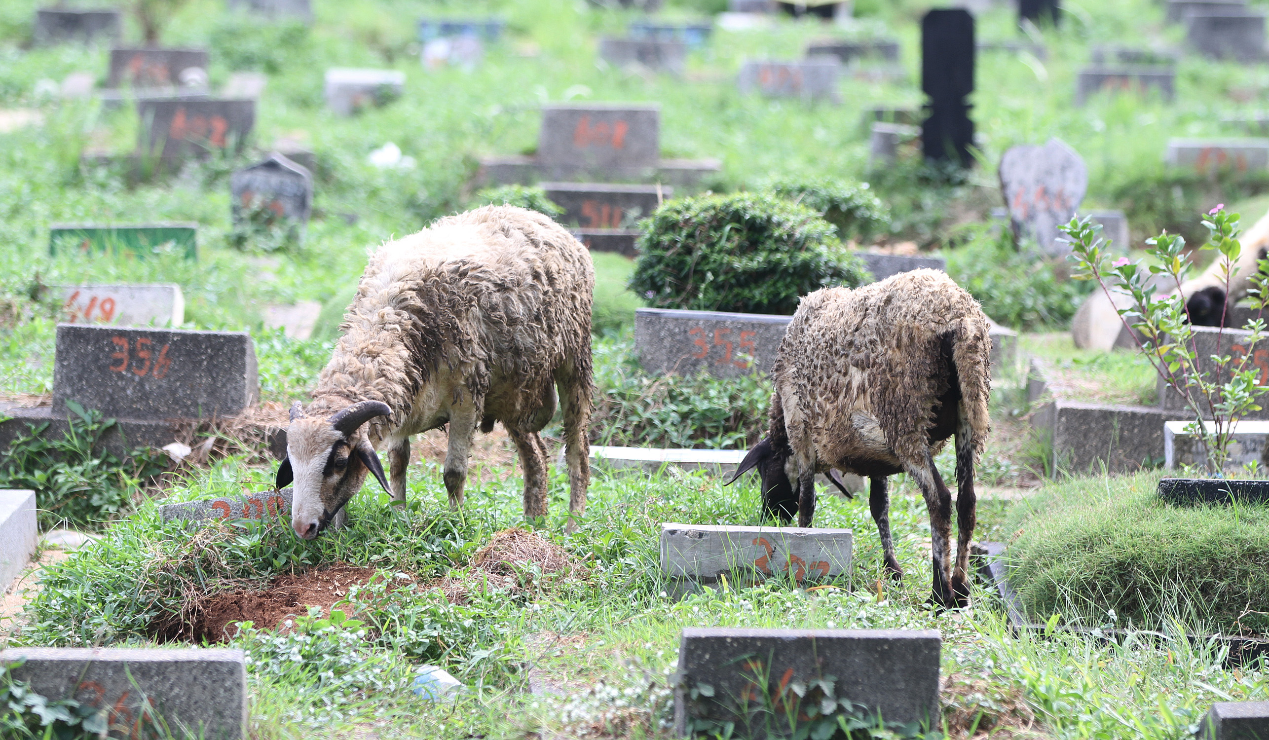 Suasana TPU Kober Jatinegara. (Agus Priatna/SinPo.id)