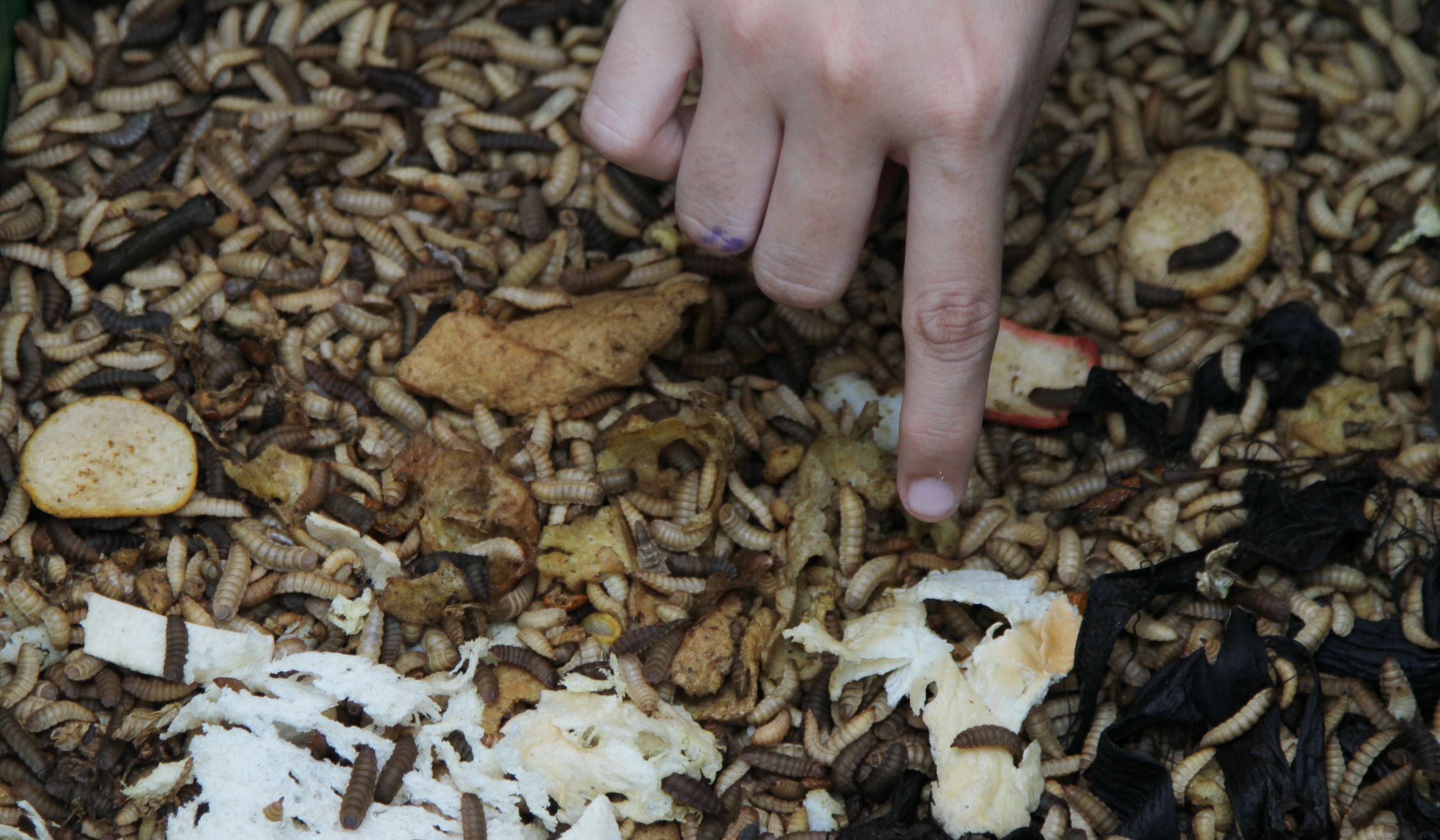 Suasana Jakarta Eco Future Fest 2025 di Jakarta. (Agus Priatna/SinPo.id)