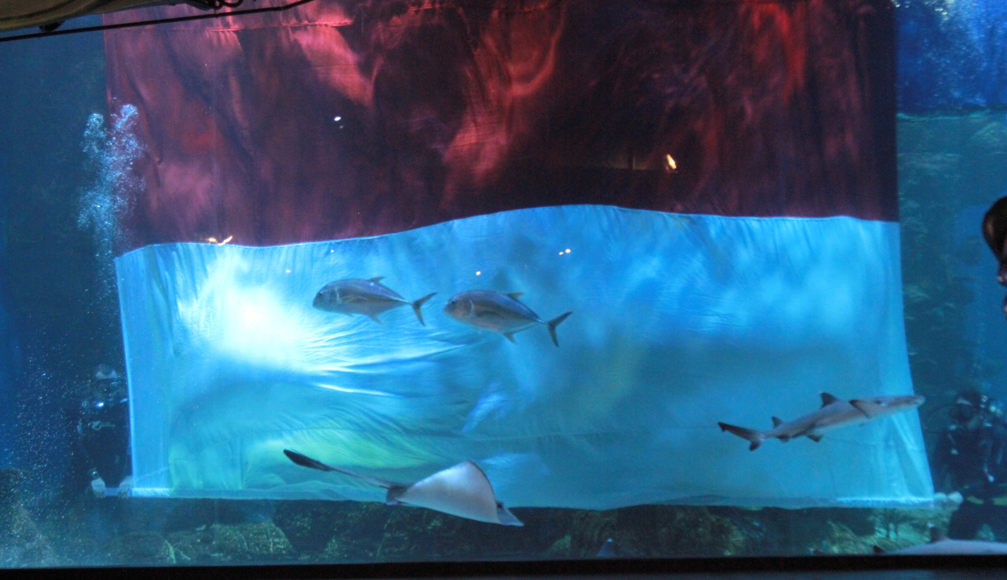 Pengibaran Bendera Merah Putih di dalam Aquarium Besar (Ashar/SinPo.id)