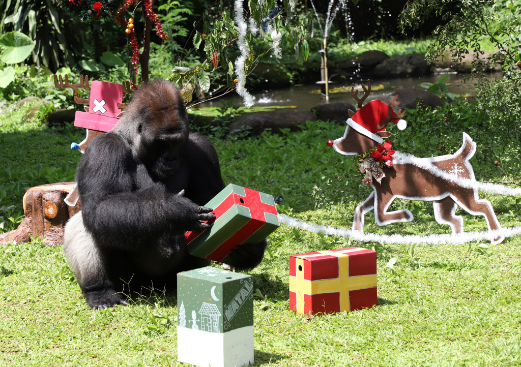 Pengunjung antusias menyaksikan antraksi Feeding Gorila atau memberikan makan untuk Gorila yang dihiasi ornamen Natal di Ragunan Zoo (Ashar/SinPo.id) (
