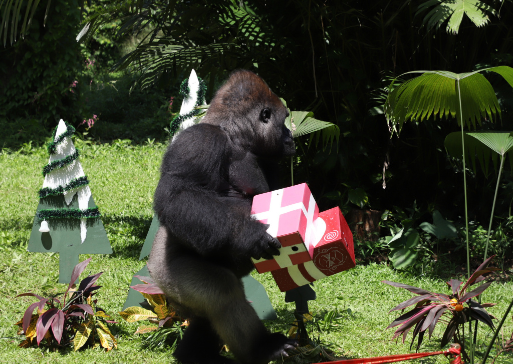 Pengunjung antusias menyaksikan antraksi Feeding Gorila atau memberikan makan untuk Gorila yang dihiasi ornamen Natal di Ragunan Zoo (Ashar/SinPo.id) (
