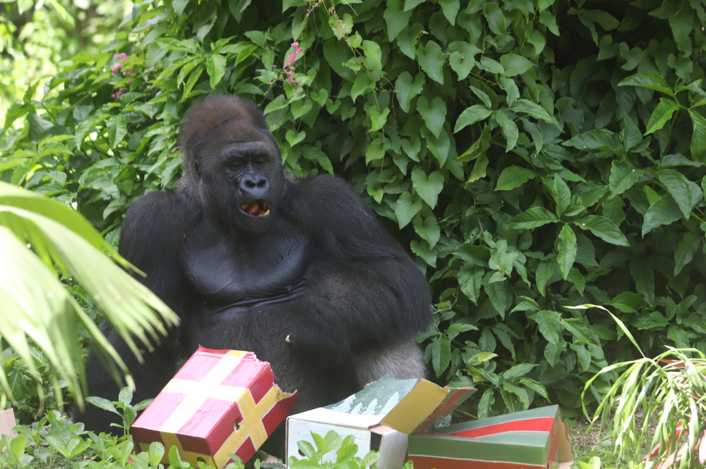 Pengunjung antusias menyaksikan antraksi Feeding Gorila atau memberikan makan untuk Gorila yang dihiasi ornamen Natal di Ragunan Zoo (Ashar/SinPo.id) (