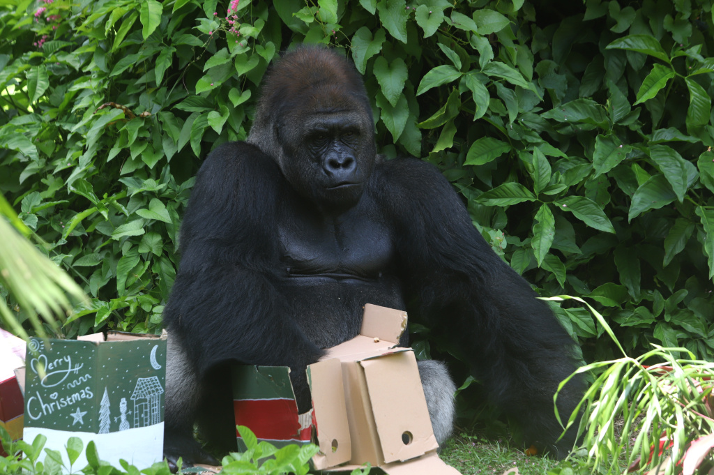 Pengunjung antusias menyaksikan antraksi Feeding Gorila atau memberikan makan untuk Gorila yang dihiasi ornamen Natal di Ragunan Zoo (Ashar/SinPo.id) (