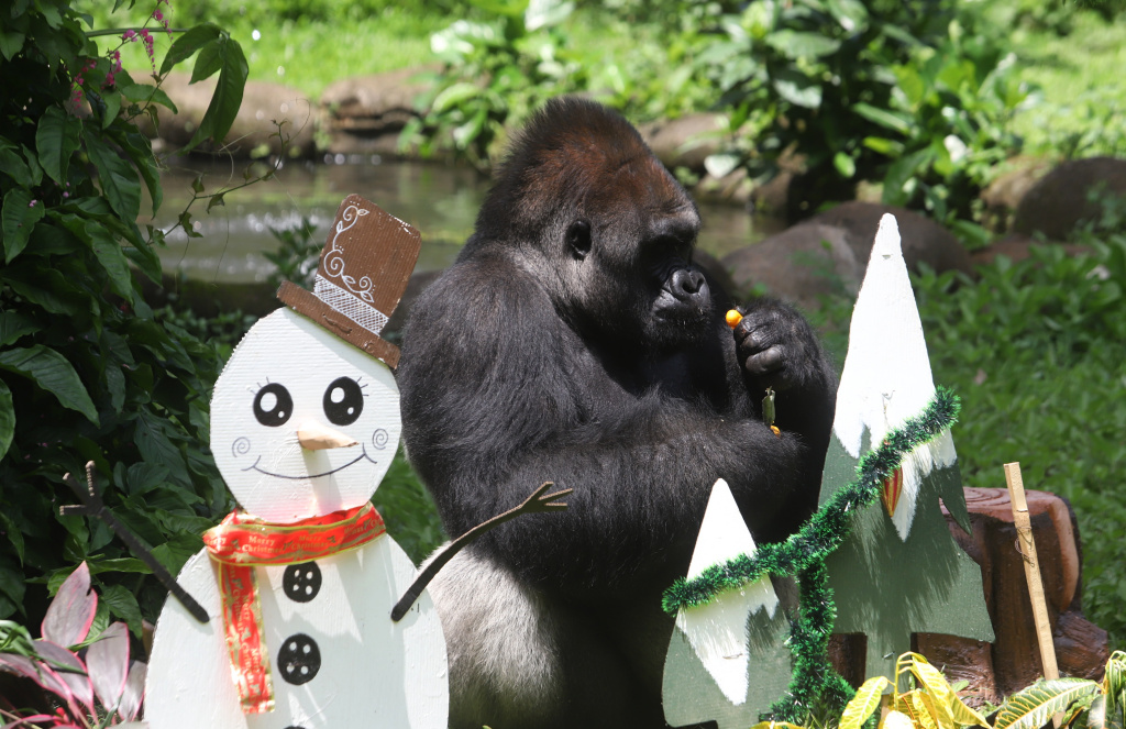 Pengunjung antusias menyaksikan antraksi Feeding Gorila atau memberikan makan untuk Gorila yang dihiasi ornamen Natal di Ragunan Zoo (Ashar/SinPo.id) (